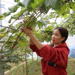 Xã Bình Liêu: Khai thác tiềm năng, lợi thế phát triển kinh tế